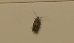 Mompha subbistrigella