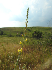 Linaria genistifolia