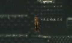 Mompha subbistrigella