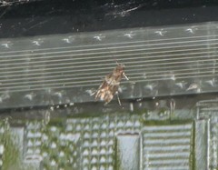 Mompha subbistrigella