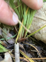 Carex oligocarpa