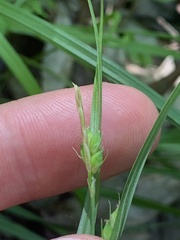 Carex oligocarpa