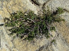 Ribes roezlii roezlii