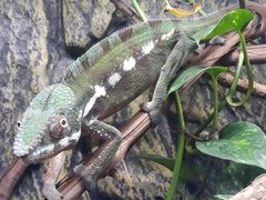 Furcifer pardalis