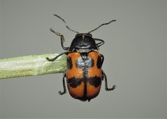 Cryptocephalus quinquepunctatus