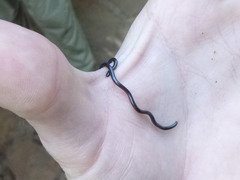 Leptotyphlopidae
