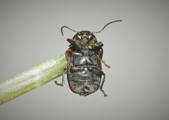 Cryptocephalus quinquepunctatus