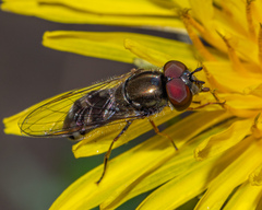 Platycheirus obscurus