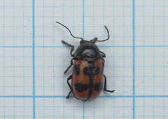 Cryptocephalus quinquepunctatus