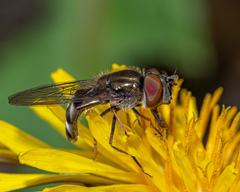 Platycheirus obscurus