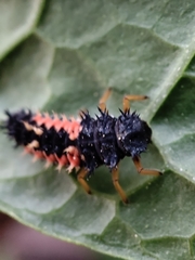 Harmonia axyridis