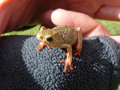 Hyperolius viridiflavus pantherinus