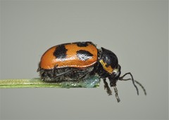 Cryptocephalus quinquepunctatus