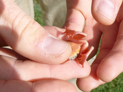 Hyperolius viridiflavus pantherinus