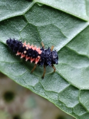 Harmonia axyridis