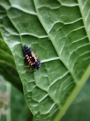 Harmonia axyridis
