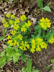 Euphorbia epithymoides
