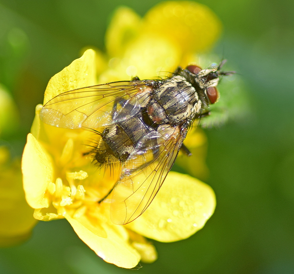 Parasitic fly