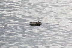 Crocodylus niloticus africanus