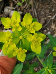 Euphorbia epithymoides