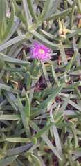 Carpobrotus