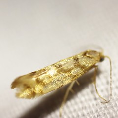 Argyresthia alternatella