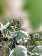 Prionocerus coeruleipennis