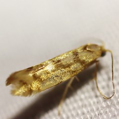 Argyresthia alternatella
