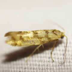Argyresthia alternatella