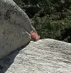 Heuchera hirsutissima