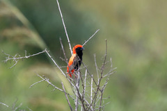 Euplectes nigroventris