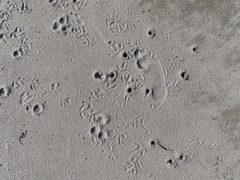 Haematopus ostralegus