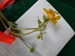 Ranunculus orthorhynchus