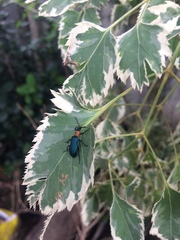 Prionocerus coeruleipennis