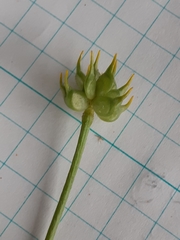 Ranunculus orthorhynchus