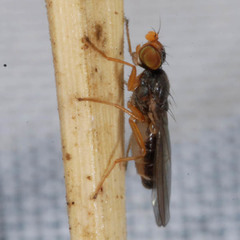 Anthomyza gracilis