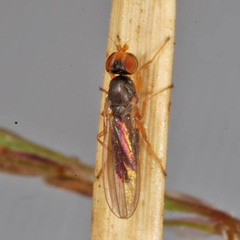 Anthomyza gracilis