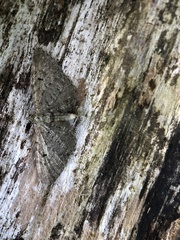 Eupithecia abbreviata