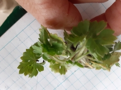 Ranunculus hebecarpus