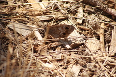 Hipparchia statilinus