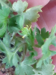 Ranunculus hebecarpus