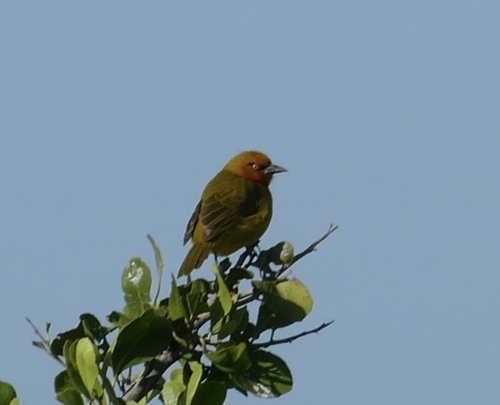 Spectacled Weaver (Ploceus ocularis), photo 6