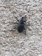 Otiorhynchus rugosostriatus