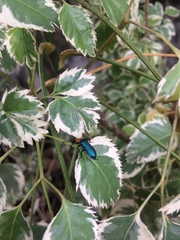 Prionocerus coeruleipennis