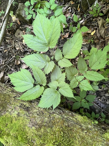 Appalachian bugbane (Actaea rubifolia)