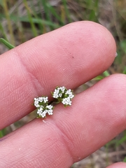 Valerianella rimosa