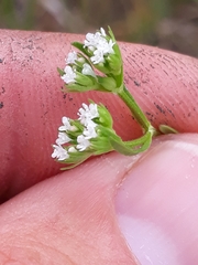 Valerianella rimosa