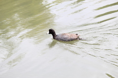 Fulica americana