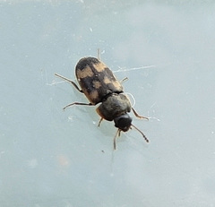 Litargus connexus