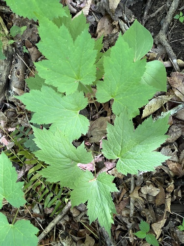 Appalachian bugbane (Actaea rubifolia)